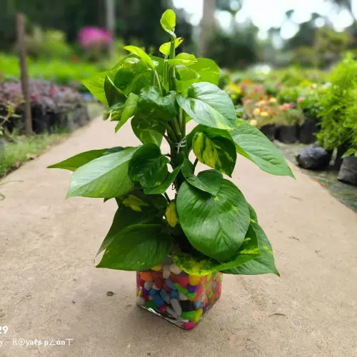 Hybrid Money Plant.webp
