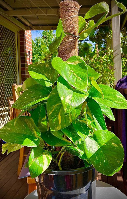 1729840776 MONEY PLANT4.jpg