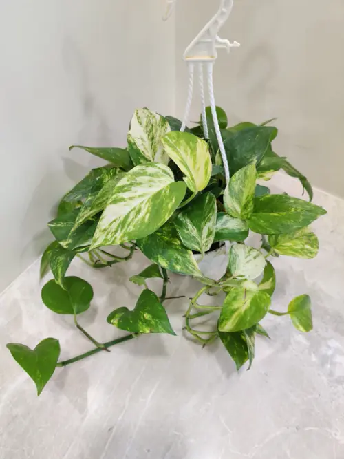 epipremnum aureum hanging ornament 525x700.webp