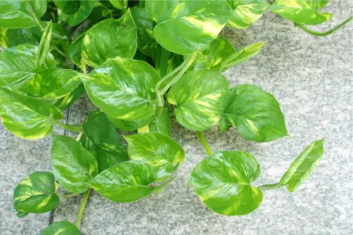 moneyplant debe3e53 9239 4858 be9f dce593094ccd (1).webp