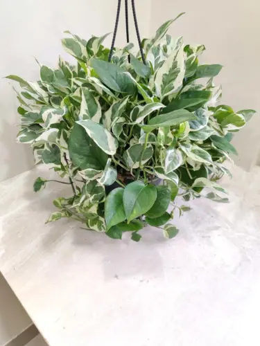 variegated money plant hanging indoor pothos.webp