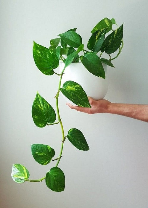 Money Plant 1.jpg