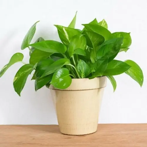 perennial yes no money plant sn11m1a 1 pot sayantika nursery original imagc8zhybfmbz2g.webp