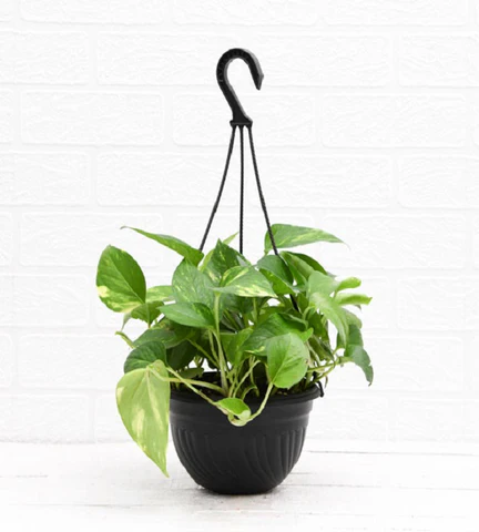 money plant 7 480x480.webp