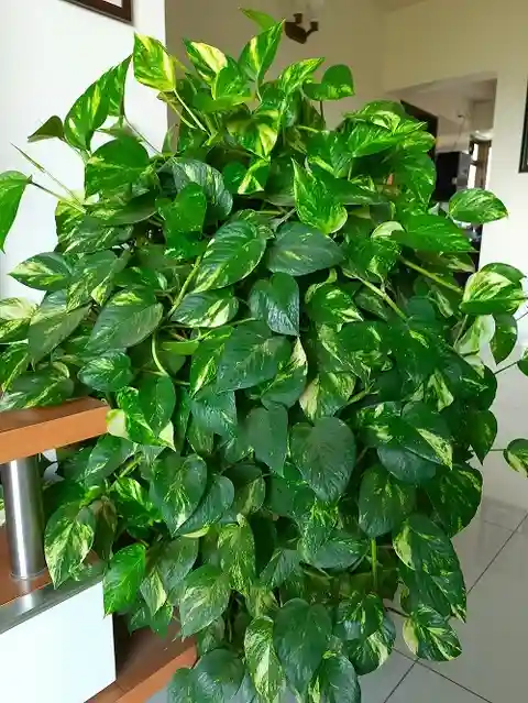yes perennial yes jade money plant pack of 2 2 pot mondalnursery original imagfmhf32gxawwv.webp