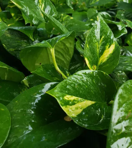 OutdoorPlantsshopify 48 627x700.webp