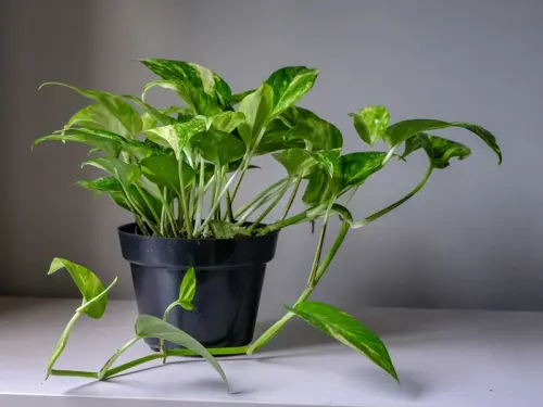 Money plant.webp