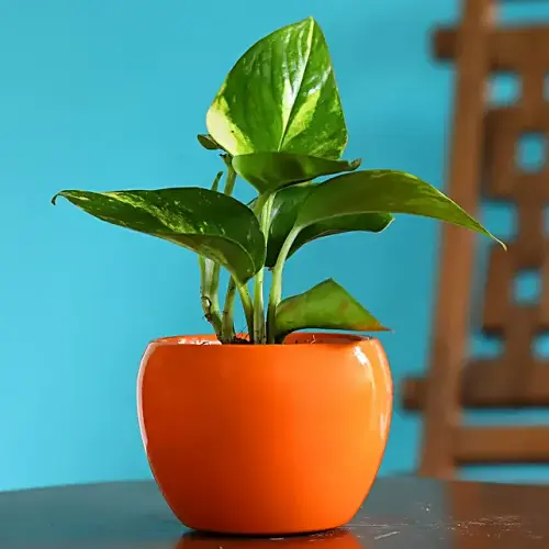 money plant in orange powder coated metal pot 1.webp