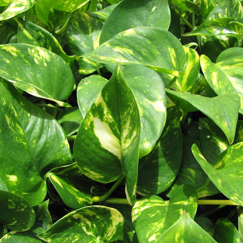money plant variegated1.jpg