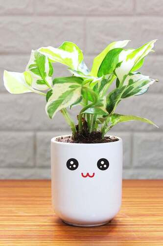 money plant 179.jpg