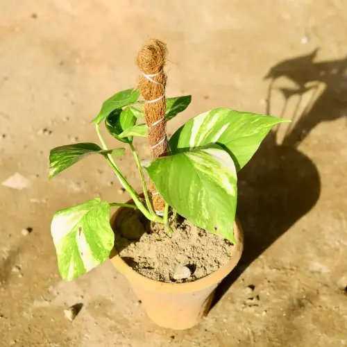 money plant with moss stick.webp