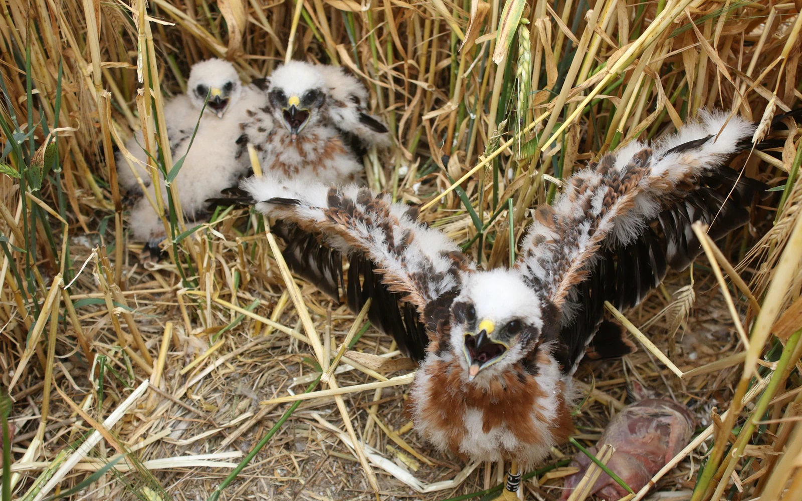 Three young Montagu's harrier chicks with downy feathers and open beaks sit in a nest built within a field of tall wheat.