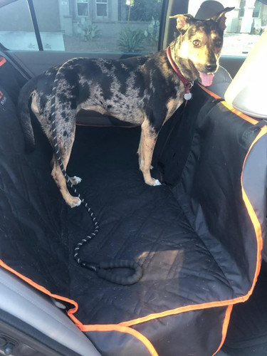 ordered 4 perro manchado.jpg