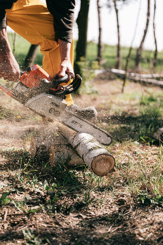 cut down tree.jpg