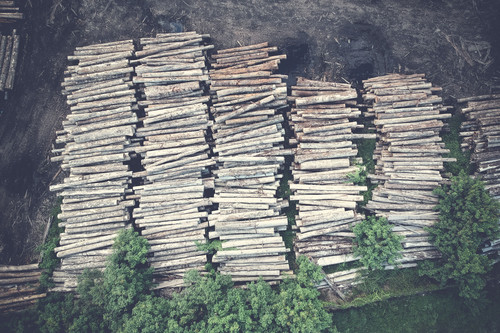 logging.jpg