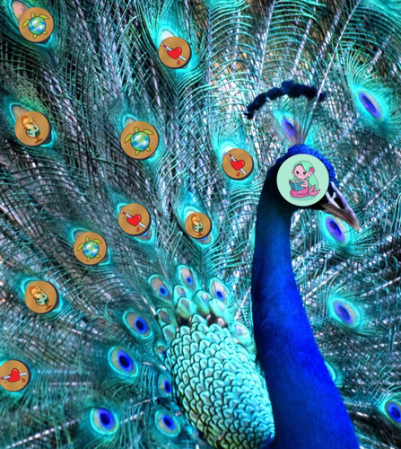 peacock tv 434462657.jpg