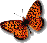 butterfl.gif