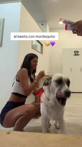 noorperro.png