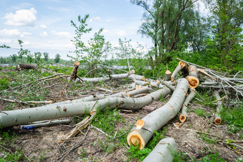 deforestation2.jpg