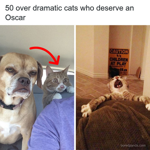 cats pets.jpg