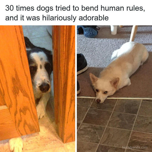 funny dogs not breaking rules bending.jpg