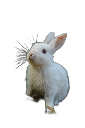 animal 1787674854.2