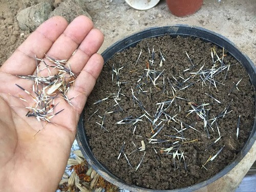 Grow Marigold from Seeds.jpg