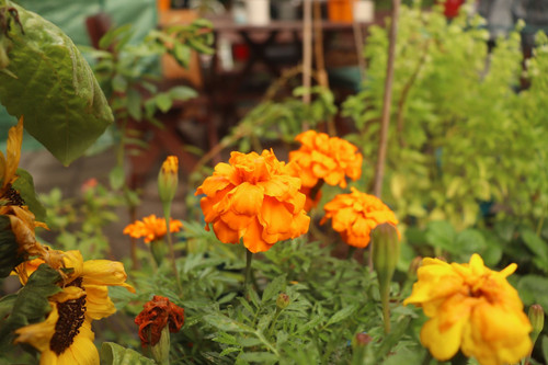 how to get marigold seeds from flowers 1701773593.jpg