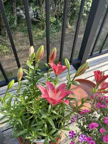 i bought these lilies years ago it was just one small lily v0 iyi9o2qegu3d1.webp