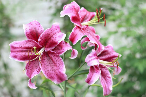 lilies GettyImages 1689088422 679faa8693134a689c446d44d4c04d55.jpg