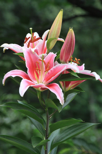 lily 4343354 1280.jpg