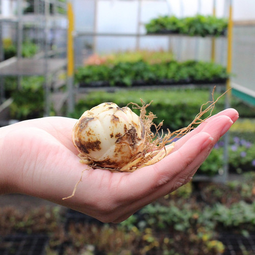 lily bulb.jpg