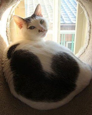 cat markings 4 1.jpg