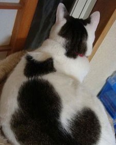 cat markings 4 2.jpg