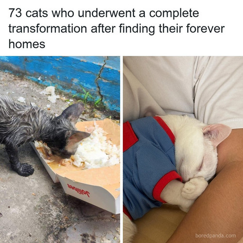 animals cats (1).jpg