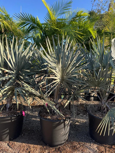 All Plants, Planters & Landscaping Supplies | The Bamboo Jungle.jpg