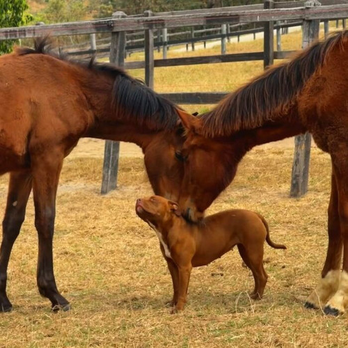6a50a57aa1395 this page shares dogs at their most embarrassing and here are 30 of the funniest momen.jpg