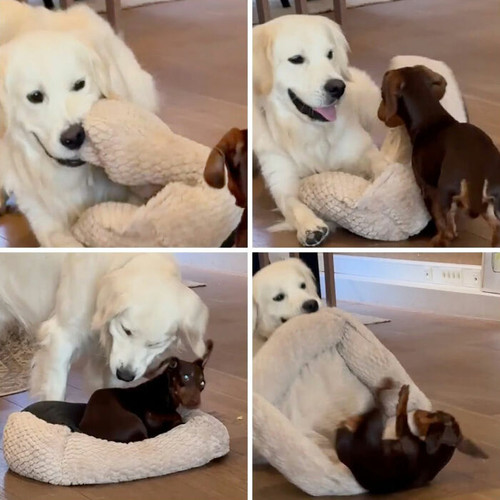This Page Shares Dogs At Their Most Embarrassing And Here Are 30 Of The Funniest Moments 6a509ecf96f.jpg