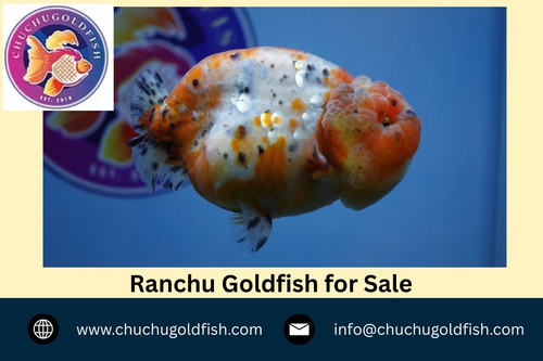 Ranchu Goldfish for Sale.jpg