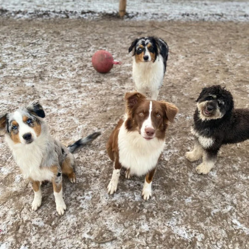 Mini aussie puppies for sale.jpg