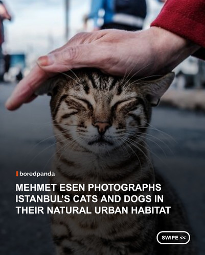 swipe to read.jpg