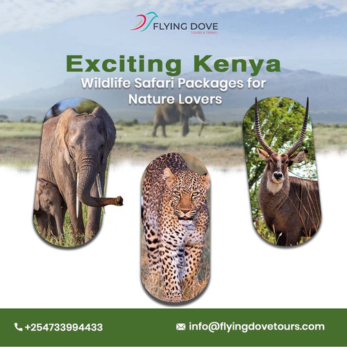 Exciting Kenya Wildlife Safari Packages for Nature Lovers.jpg