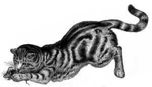 Motif tbw.jpg