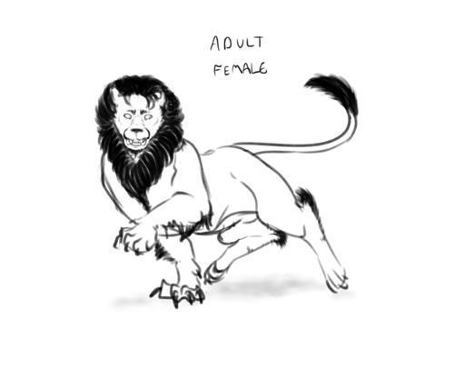 tibetanlionfemale3.png
