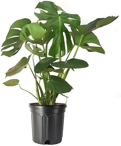51P1tS4uMgL.jpg