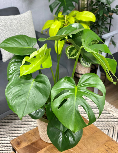 monstera delicisoa monster mash swiss cheese vine tag.jpg