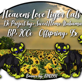 heavens love tiger cats