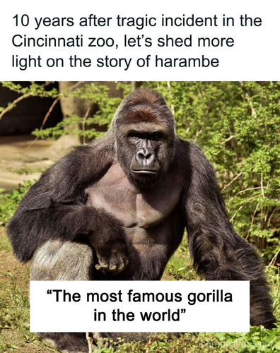 harambe gorilla tragic incident sharing.jpg