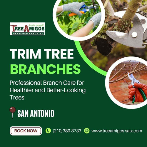 Trim Tree Branches in San Antonio.jpg