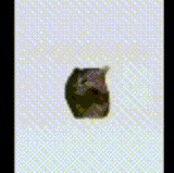 lv 0 20260602153812.gif